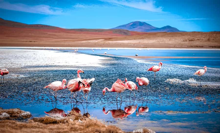 From La Paz: 4-Day Trip to San Pedro de Atacama w/Salt Flats - Key points to know before you book
