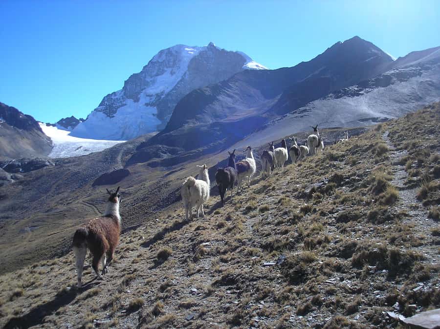 From La Paz: Condoriri Andes, Pico Austria Full Day Hiking - The altitude is the real test