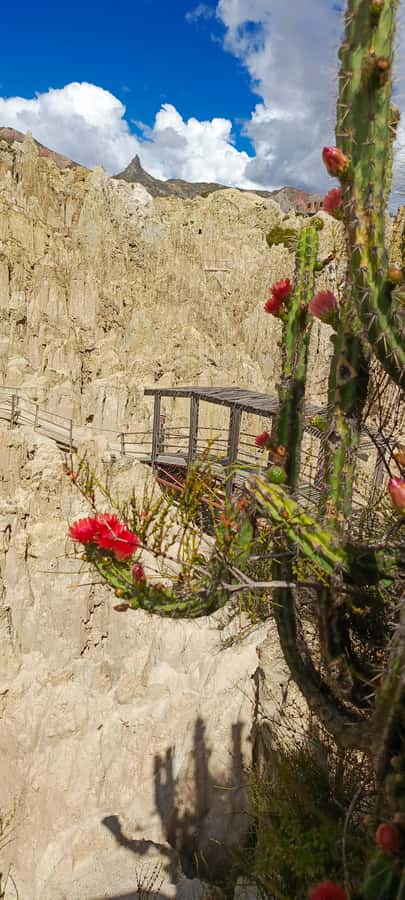 La Paz: Valle de las Animas, Moon Valley, & Killi Killi Tour - Killi Killi viewpoint and the full bowl of La Paz