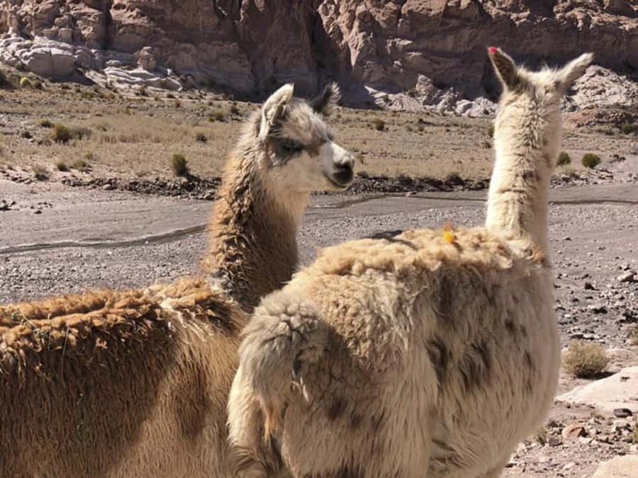 Roundtrip to the Uyuni Salt Flat and the Colored Lagoons - The Siloli and Salvador Dali deserts