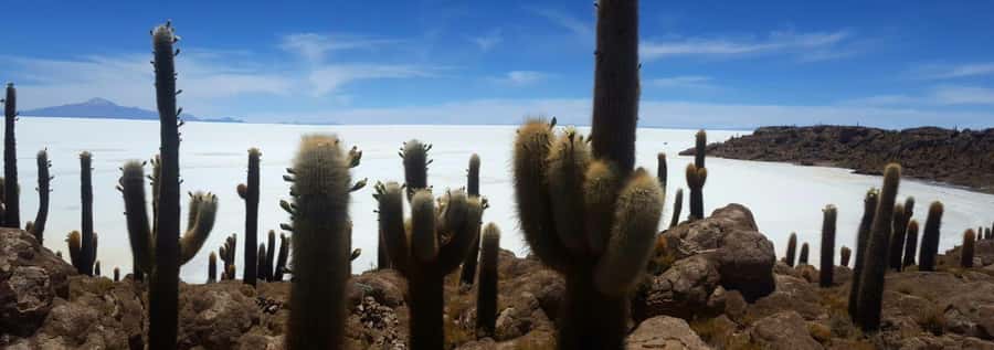 Roundtrip to the Uyuni Salt Flat and the Colored Lagoons - Incahuasi Island and the white expanse of Uyuni
