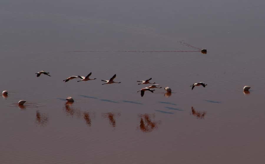 Roundtrip to the Uyuni Salt Flat and the Colored Lagoons - Crossing from Chile into Bolivia