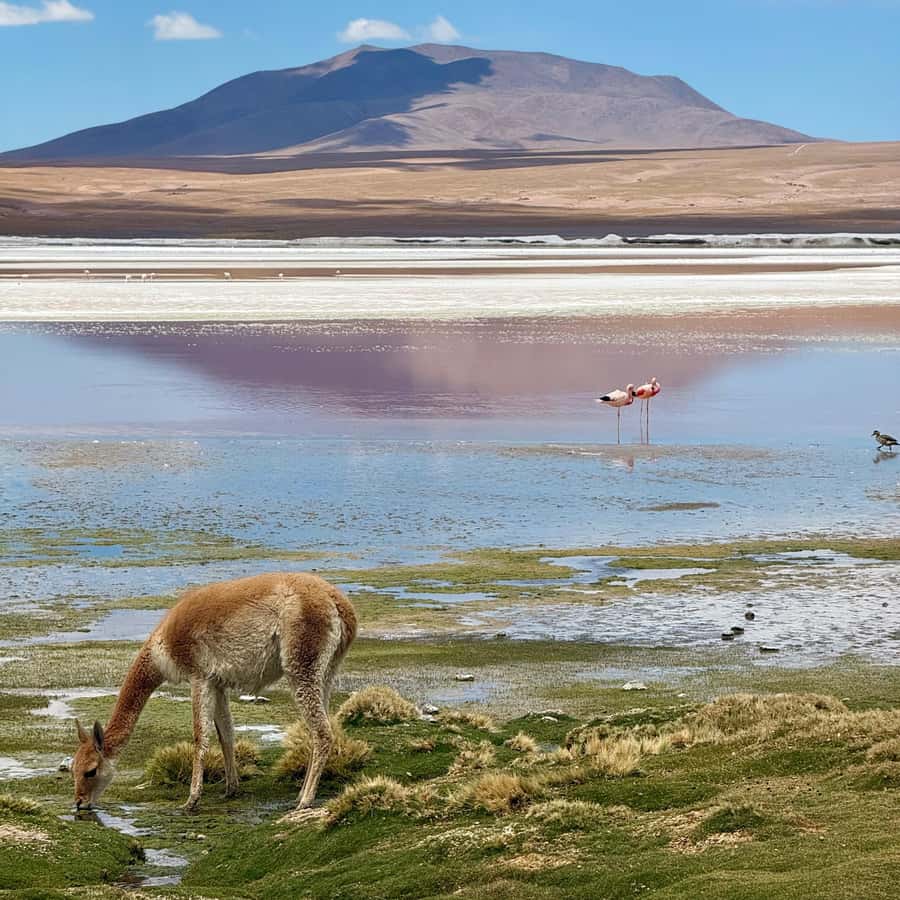 San Pedro de Atacama: 3 D. Tour Uyuni and Back to San Pedro - Day 3: Train cemetery, Lake Catal, and the road back to Chile