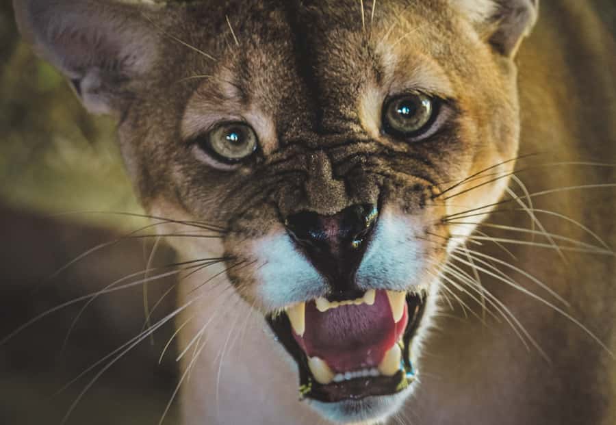 Santa Cruz: Wildlife Sanctuary and Preservation Park Tour - Key points to know before you book