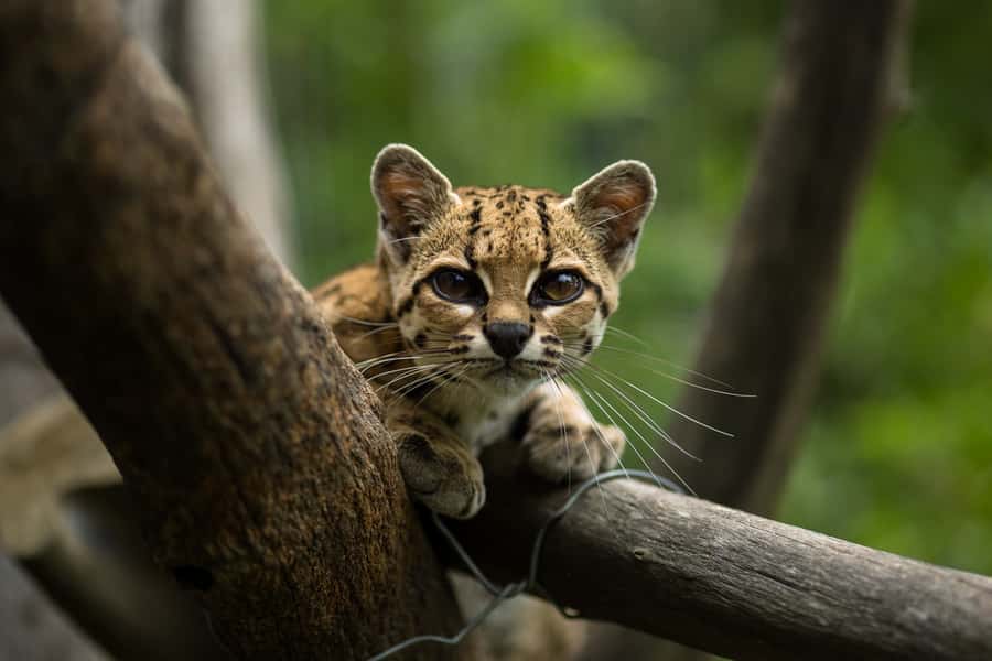 Santa Cruz: Wildlife Sanctuary and Preservation Park Tour - FAQ