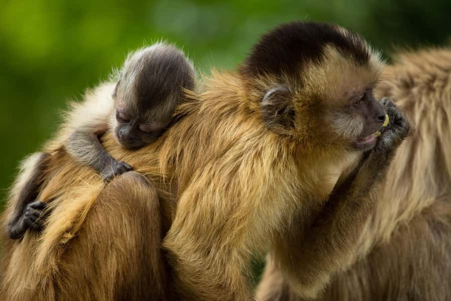 Santa Cruz: Wildlife Sanctuary and Preservation Park Tour - A second walk through swamps and lagoons