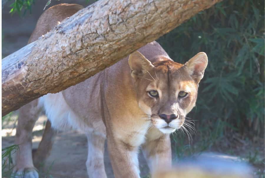 Santa Cruz: Wildlife Sanctuary and Preservation Park Tour - What the $85 price includes