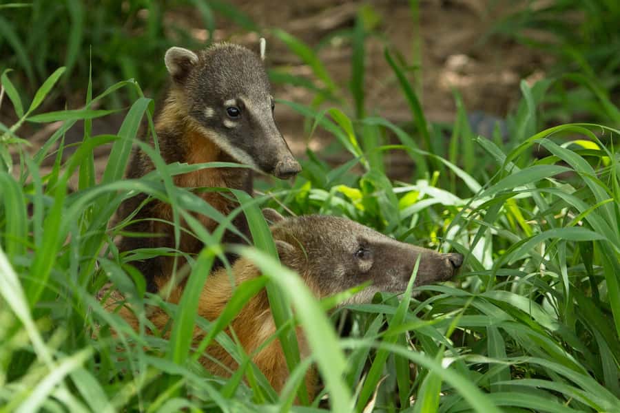 Santa Cruz: Wildlife Sanctuary and Preservation Park Tour - Who will enjoy this day most