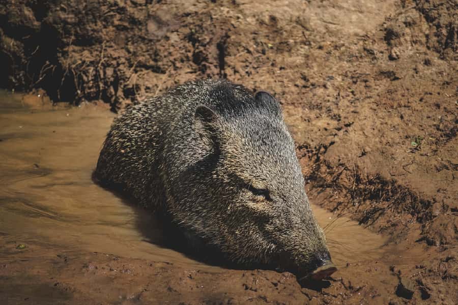 Santa Cruz: Wildlife Sanctuary and Preservation Park Tour - Should you book the AFASI Foundation tour?