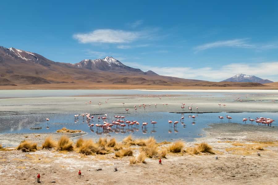 Uyuni: 3 day-tour, salt flats & surrealistic deserts - Geysers and a soak at 4,500 meters