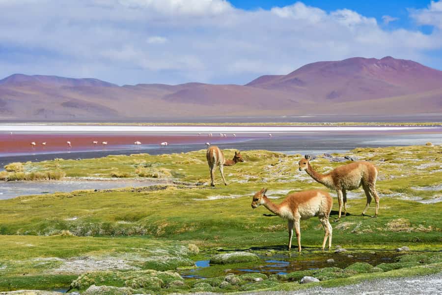 Uyuni: 3 day-tour, salt flats & surrealistic deserts - What the two nights are really like