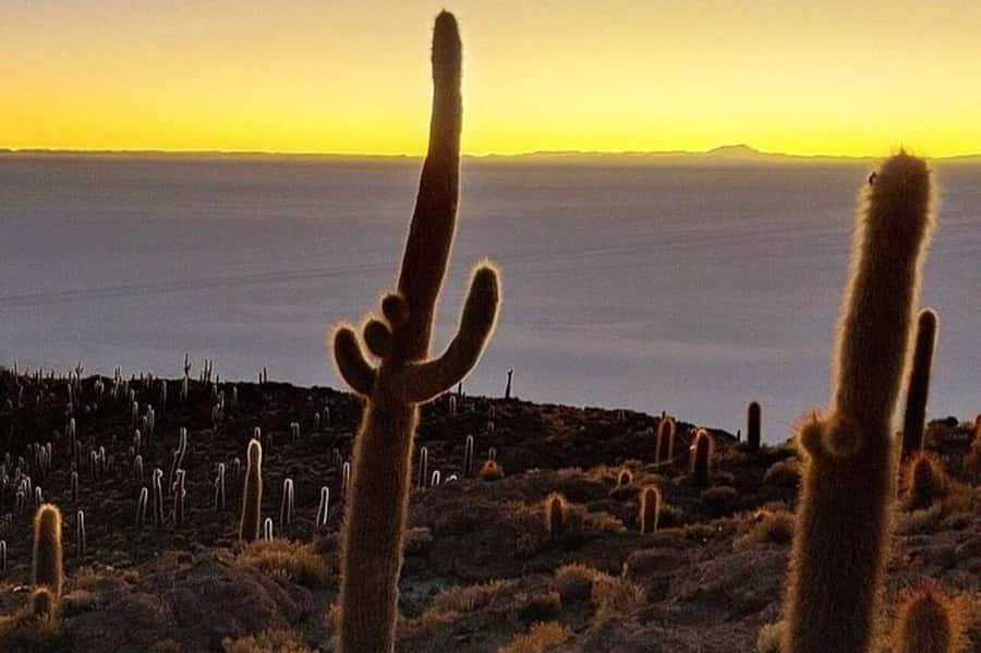 Uyuni: 3-Days Salt Flats and Desert Adventure Tour with Food - Should you book Salty Desert Aventours?