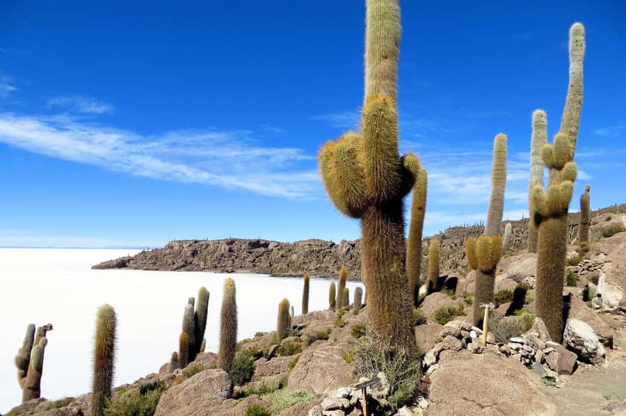 Uyuni: Classic Uyuni Salt Flats Tour + Hotel Pickup - Key points to know before booking